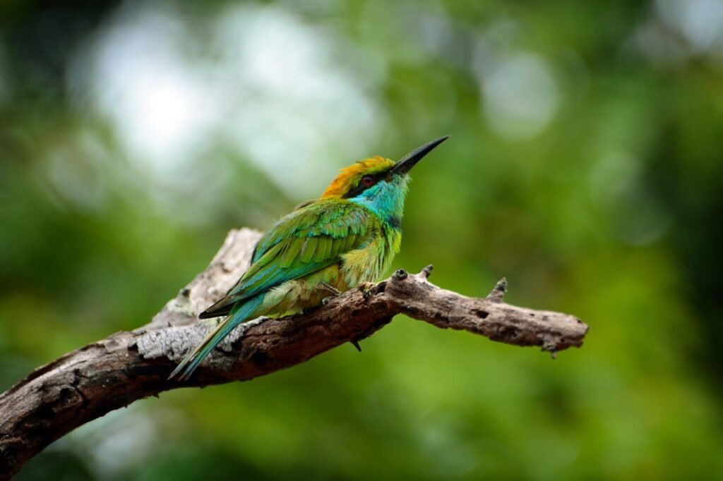 animals, birds, sri lanka-2558073.jpg